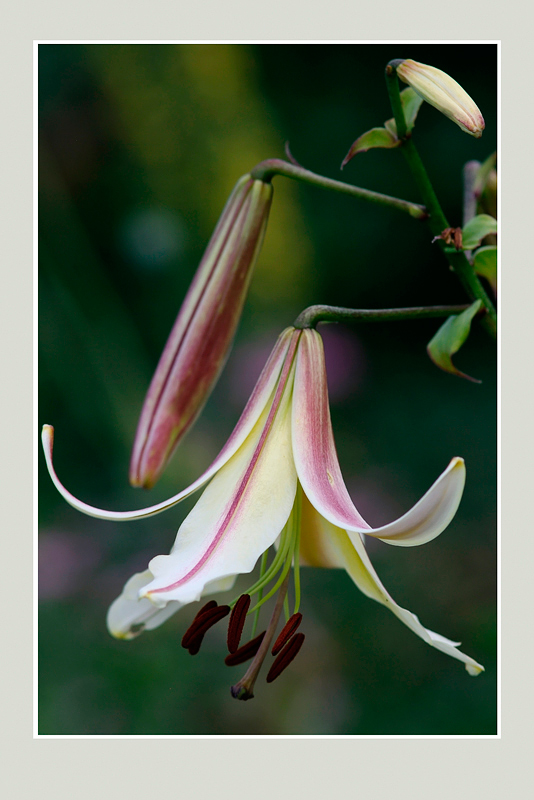 Lilium hybr. Lilijas 1 - Garden perennials