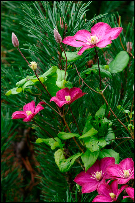 Moonflower's Garden 5 - Parks and Gardens