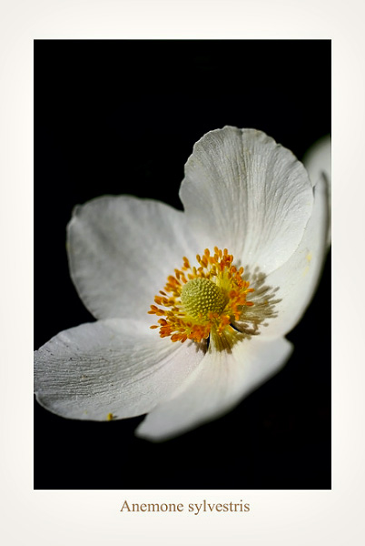 Anemone sylvestris - Garden perennials
