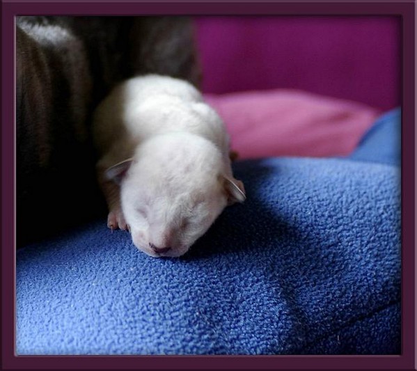 5 days - pointed girl - Linssi's kittens