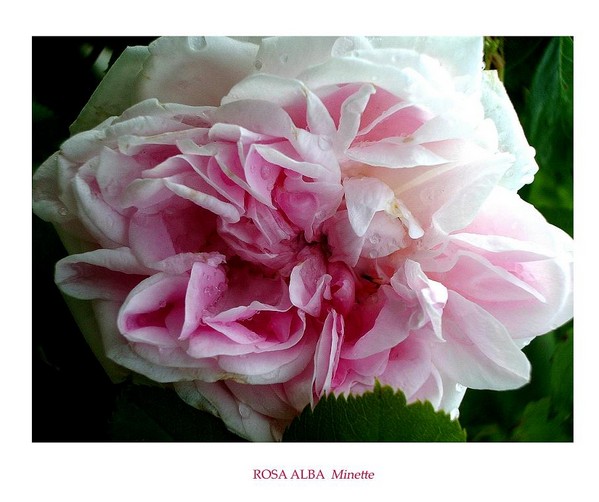 Rosa alba 'Minette' 2 - Roses