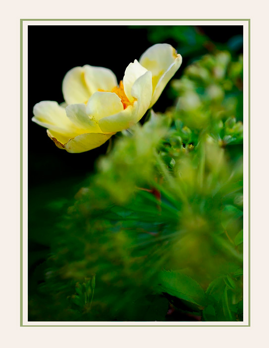 Aicha and Pastinaca sativa - Still Life