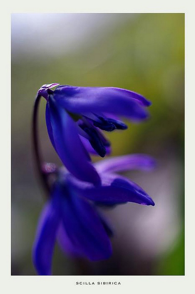 Scilla sibirica - Garden perennials
