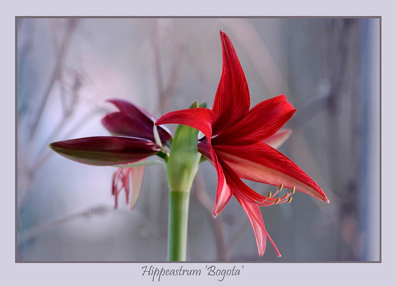 Hippeastrum 'Bogota' - Windowsill Garden