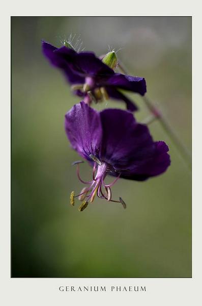 Geranium phaeum - Garden perennials
