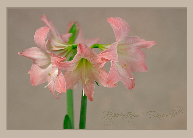 Hippeastrum 'Emanuelle' 1 - Windowsill Garden