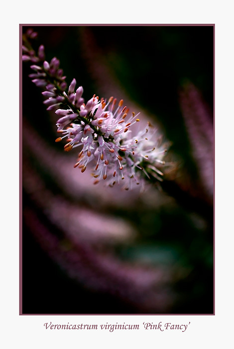 Veronicastrum virginicum 'Pink Fancy' - Garden perennials