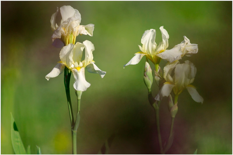 Iris germanica 'Flavescens' 2 - Garden perennials