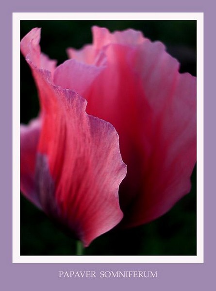 Papaver somniferum 2 - Garden perennials