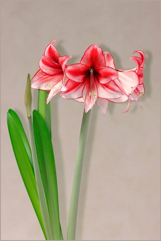 Hippeastrum 'Charisma' 1