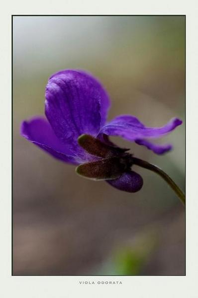 Viola odorata - Garden perennials