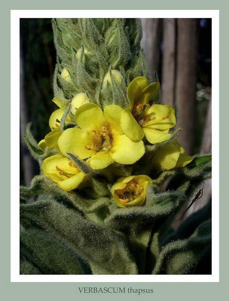 Verbascum thapsus 2 - Garden perennials