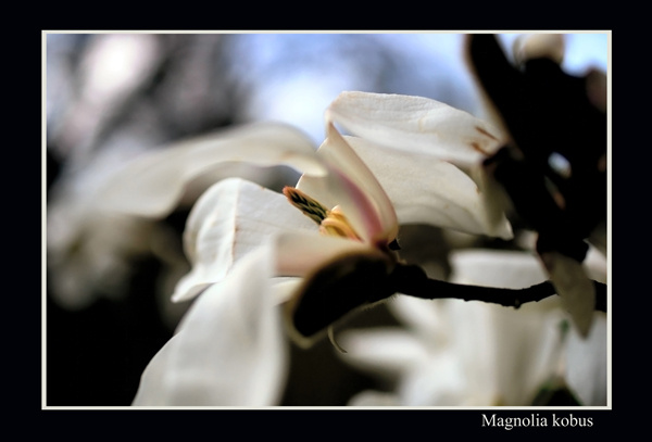 Magnolia kobus - Trees and Shrubs