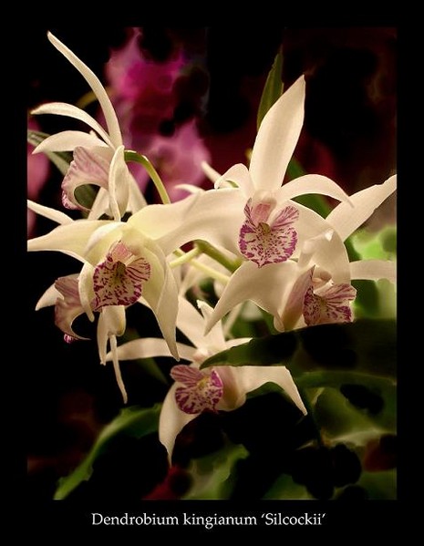 Dendrobium kingianum var. - Orchids