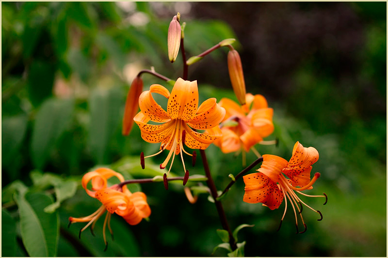 Lilium davidii var. wilmottiae 1 - Garden perennials