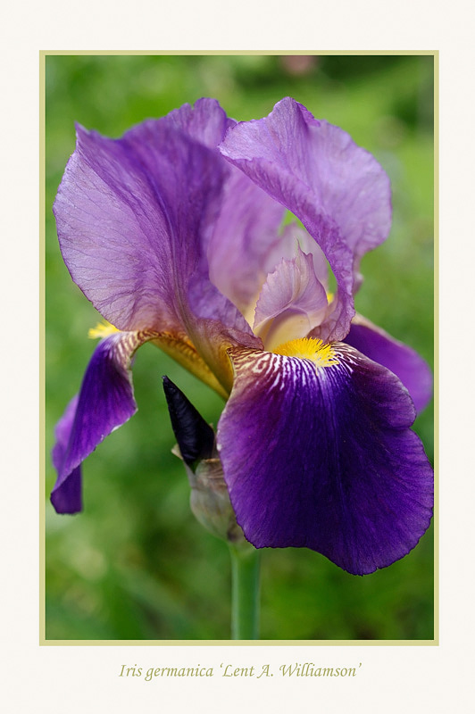 Iris germanica 'Lent A. Williamson' 2 - Garden perennials