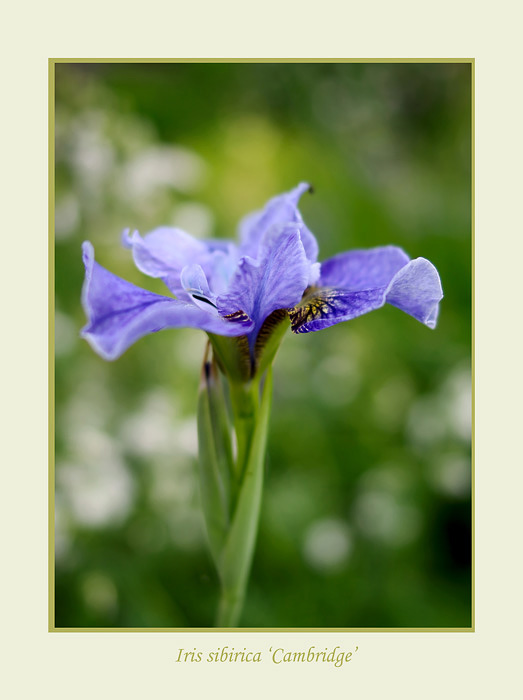 Iris sibirica 'Cambridge' - Garden perennials