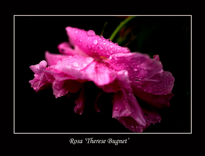 Rosa 'Therese Bugnet' - Roses