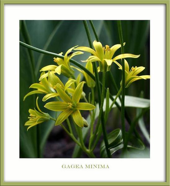 Gagea minima - Garden perennials
