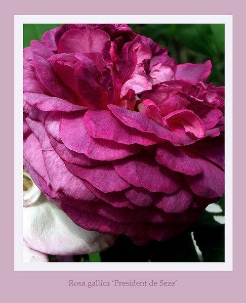 Rosa 'President de Seze' - Roses