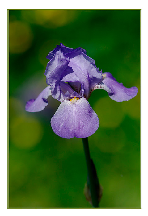 Iris germanica hybr. 2 - Garden perennials