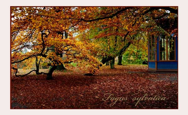 Bergianska V - Parks and Gardens