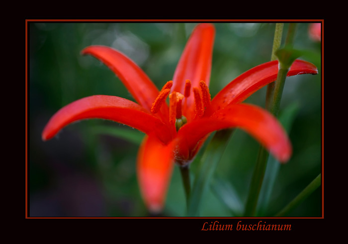 Lilium buschianum - Garden perennials