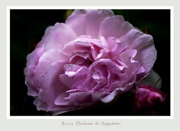 Rosa gallica 'Duchesse de Angouleme' - Roses