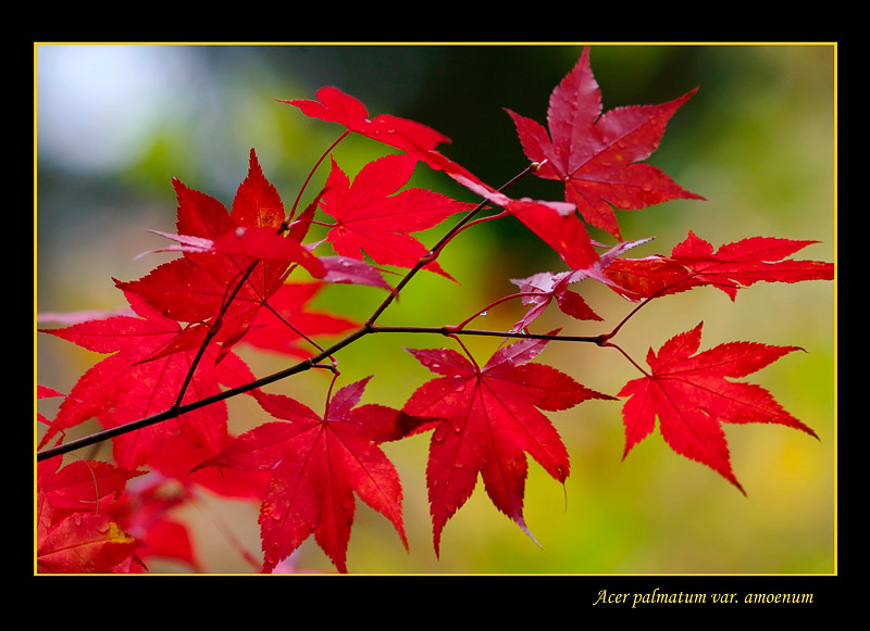 Acer palmatum var. amoenum - Trees and Shrubs
