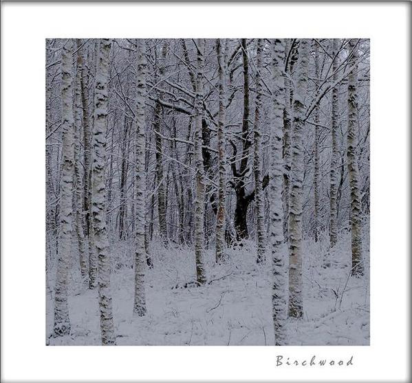 Betula pubescens 2 - Trees and Shrubs