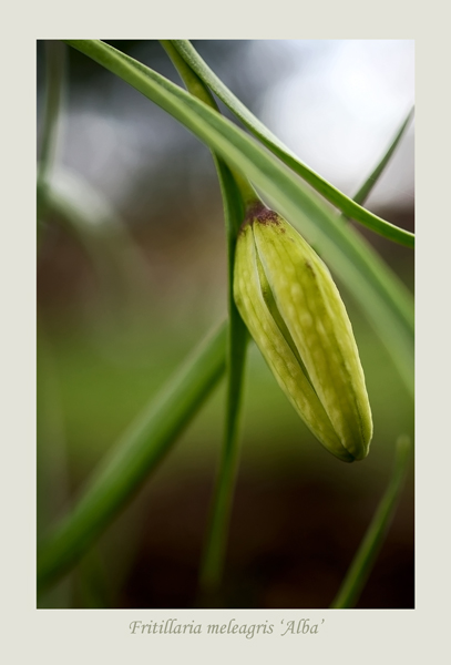 Fritillaria meleagris 'Alba' - Garden perennials