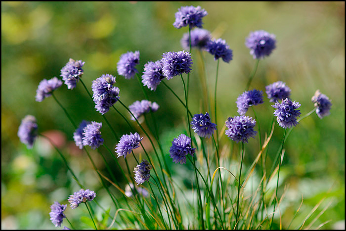 Allium sikkimense - Garden perennials