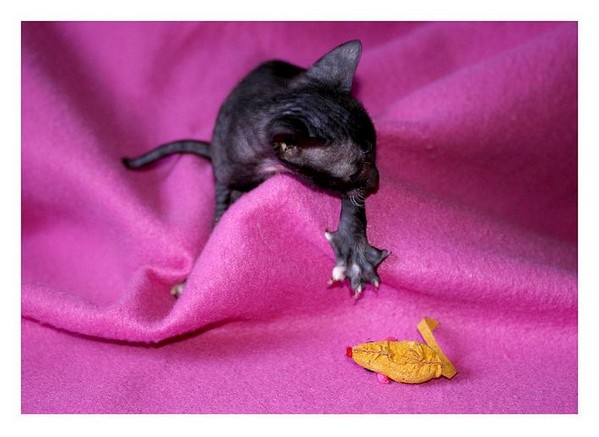 14 days - b/w girl - Linssi's kittens