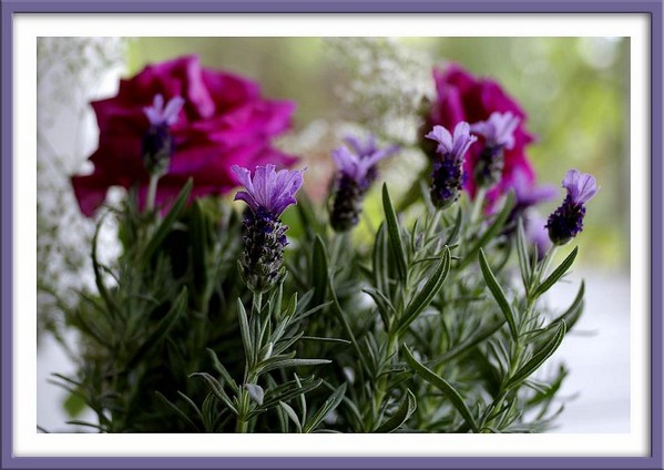 Lavender 'Madrid' - Still Life