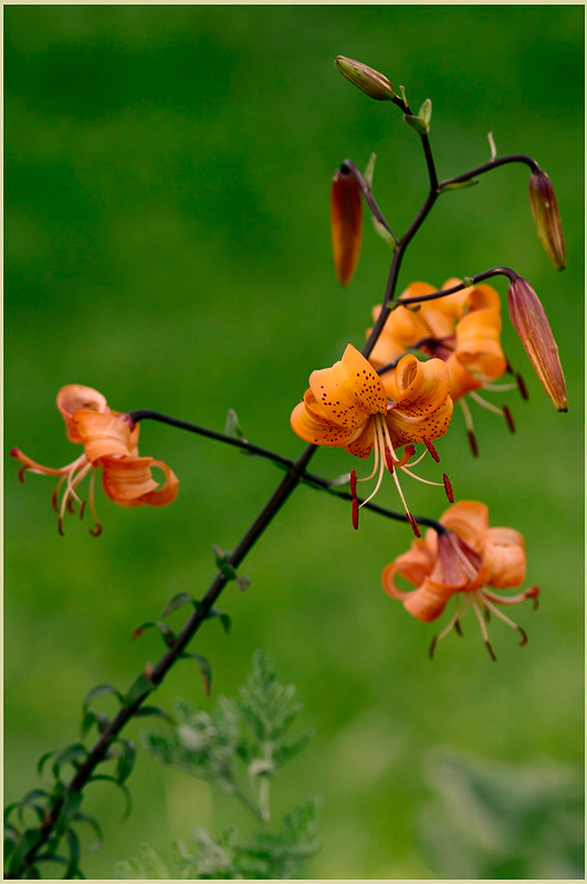 Lilium davidii var. wilmottiae 2 - Garden perennials