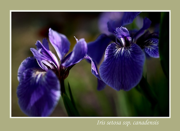 Iris setosa ssp. canadensis - Garden perennials
