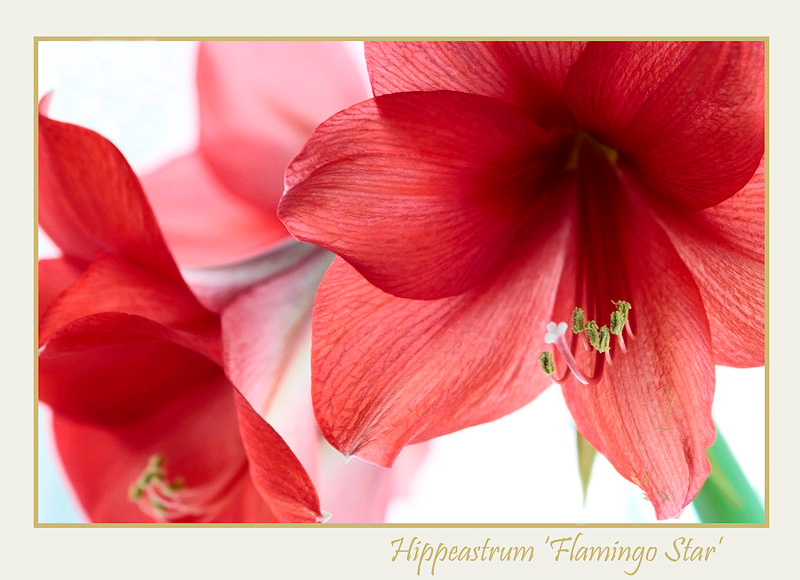 Hippeastrum 'Flamingo Star' 2 - Windowsill Garden