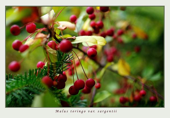 Malus toringo var. sargentii - Trees and Shrubs