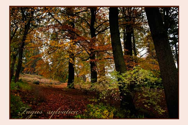 Bergianska IV - Parks and Gardens