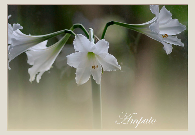 Hippeastrum 'Amputo' - Windowsill Garden