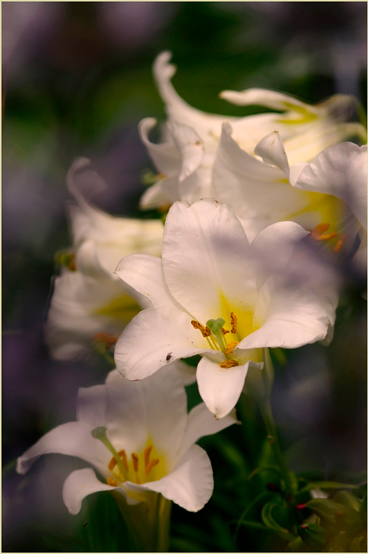 Lilium regale 'Album' 3 - Garden perennials