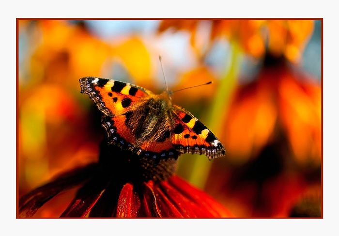 Aglais urticae - Fauna