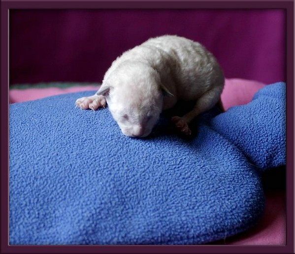 5 days - pointed boy - Linssi's kittens