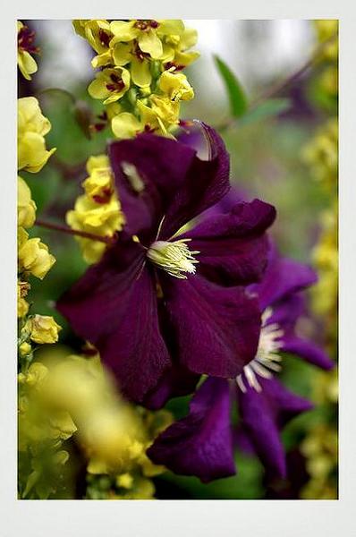 Clematis viticella 'Etoile Violette' 2 - Garden perennials