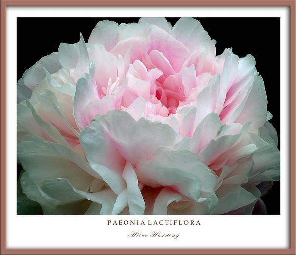 Paeonia  'Alice Harding' - Garden perennials
