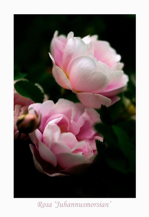 Rosa 'Juhannusmorsian' 2 - Roses