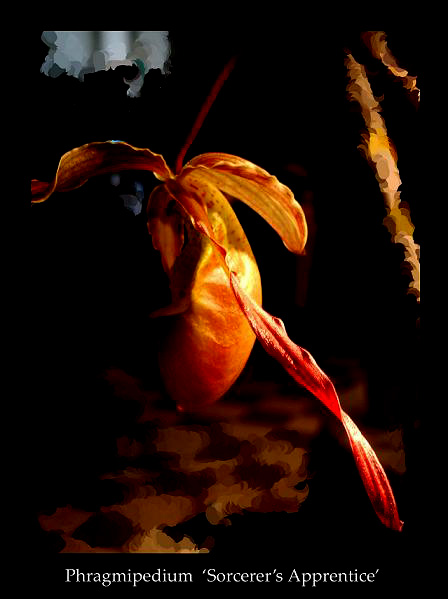 Phrag. 'Sorcerer's Apprentice' - Orchids
