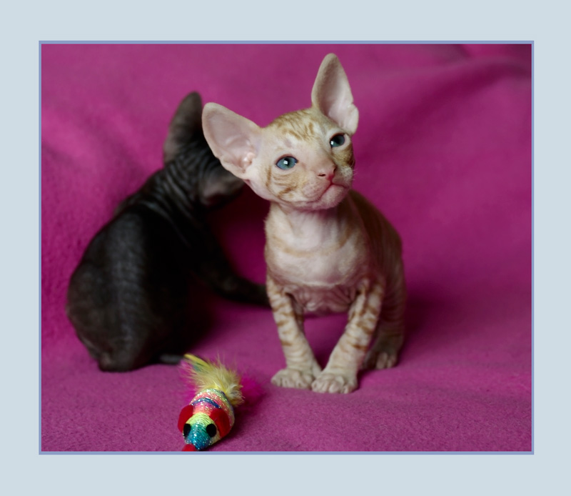 Dexter 3 weeks - 2 - Mimmi's kittens