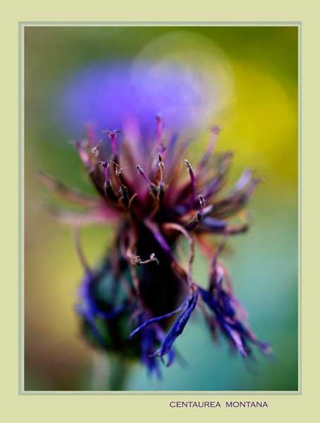 Centaurea montana 5 - Garden perennials