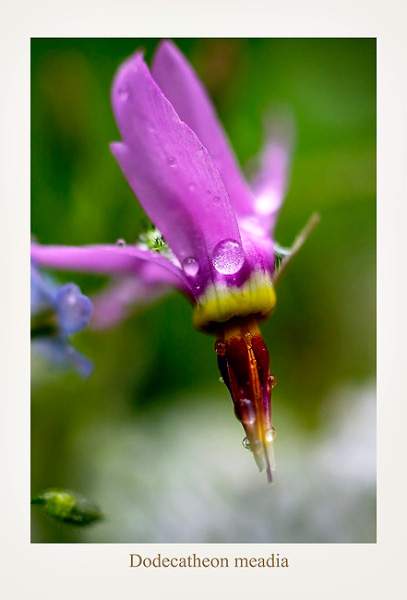Dodecatheon meadia 3 - Garden perennials